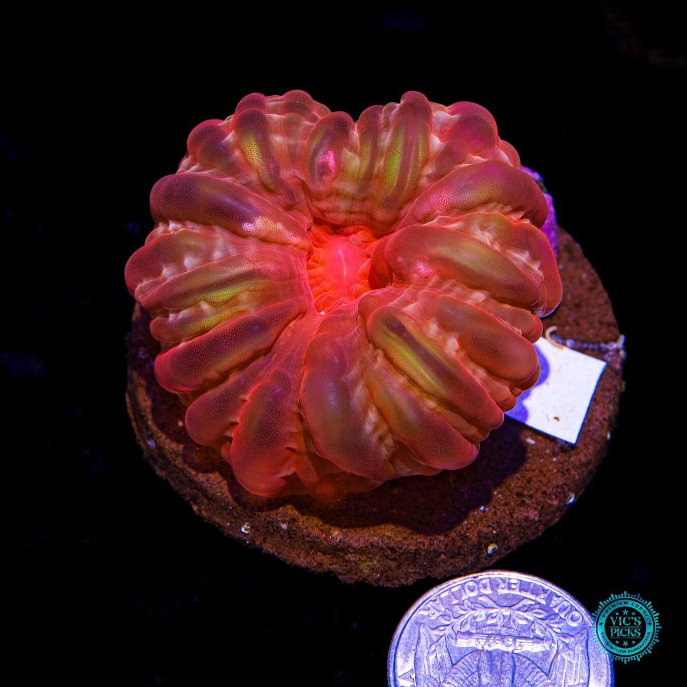 Hidden Gem Cynarina - Actinic Photo