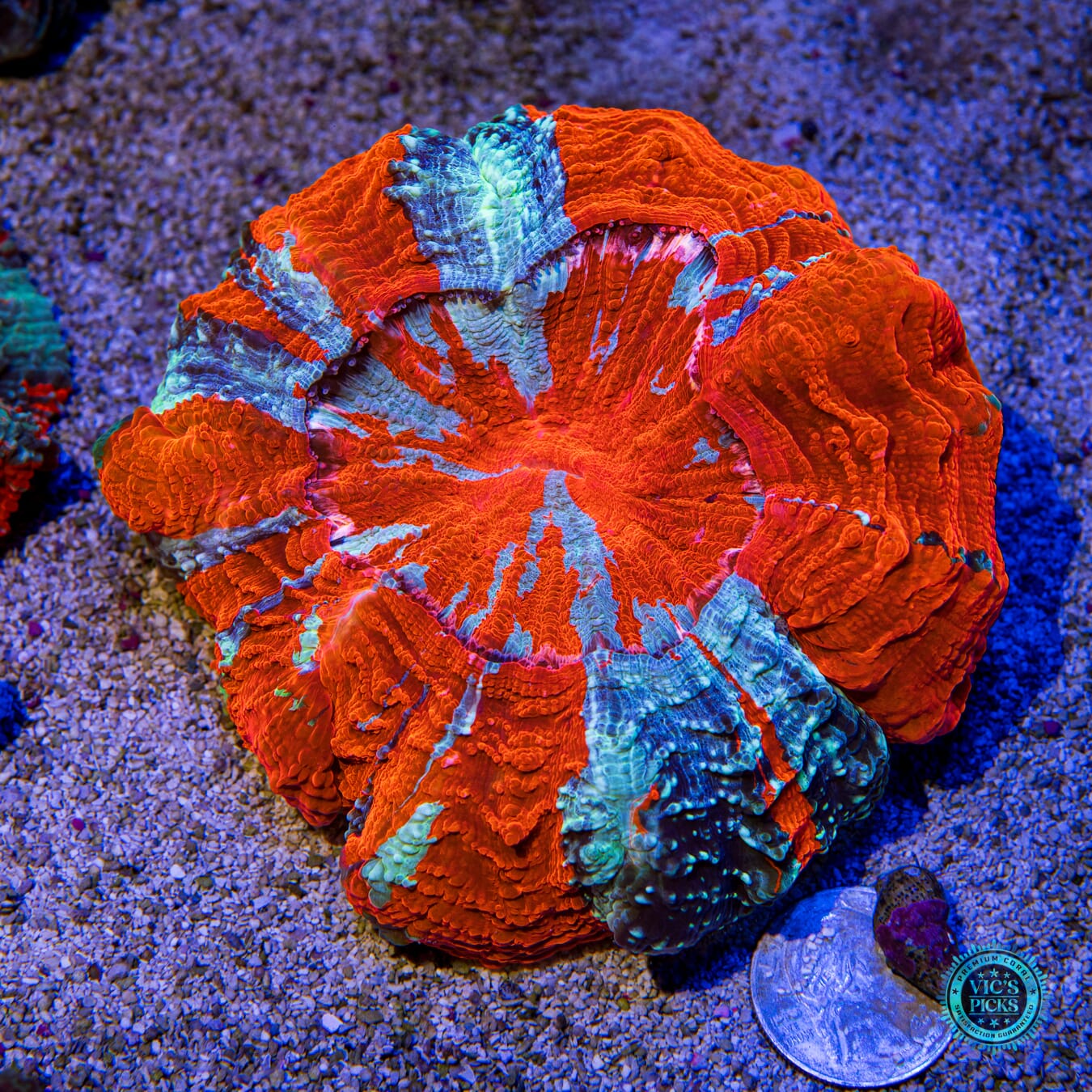 God of Fire Acanthophyllia - Actinic Photo