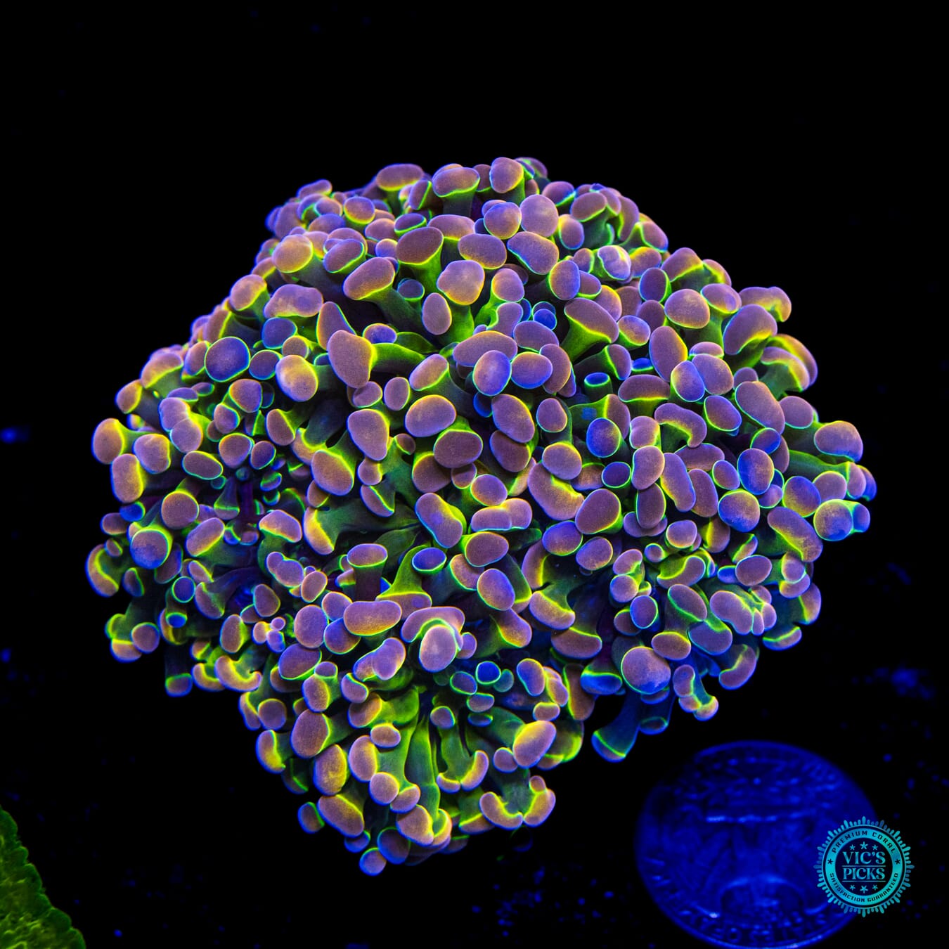 Holy Grail Branching Hammer - Daylight Photo