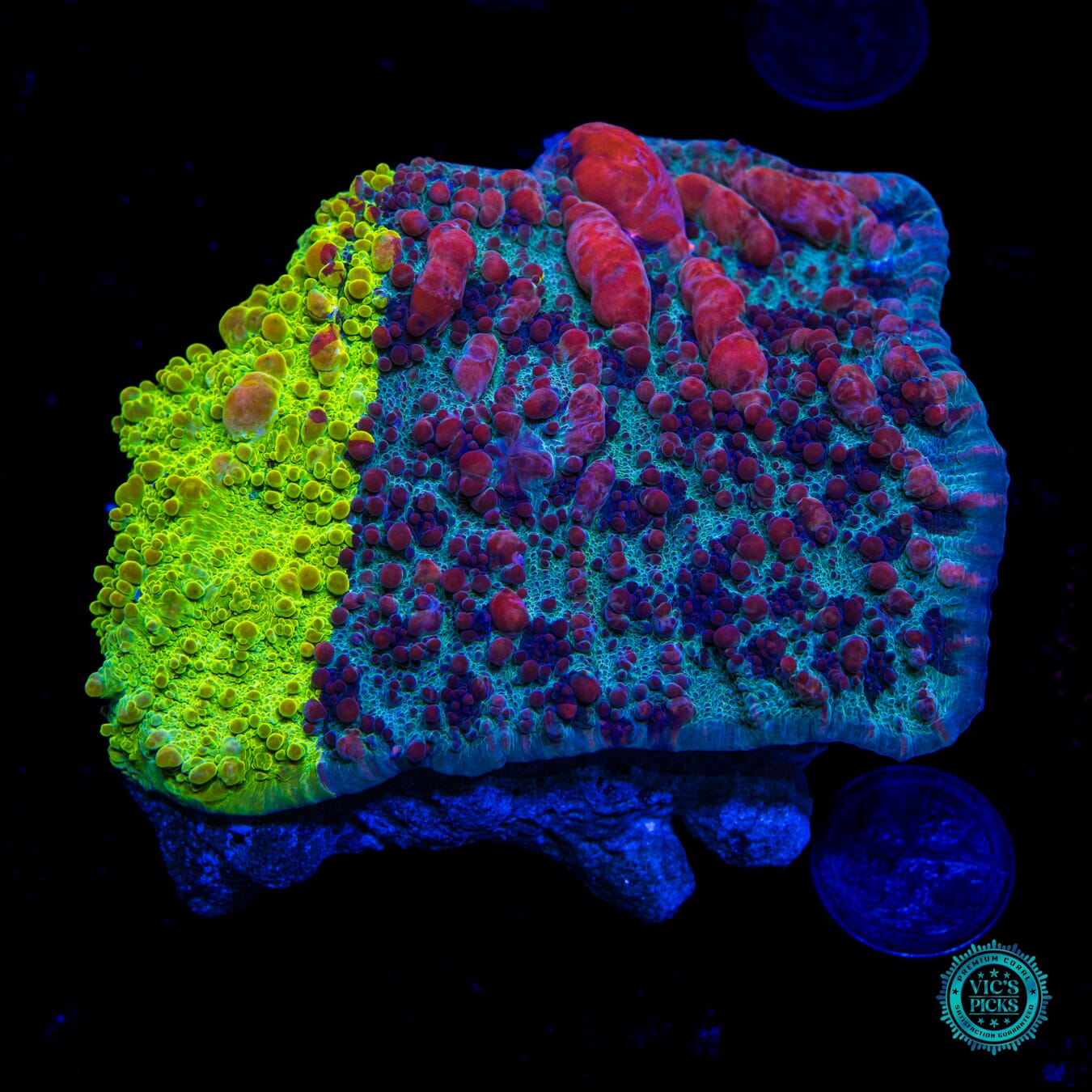 WWC Cosmic Candy Bounce Chalice - Daylight Photo