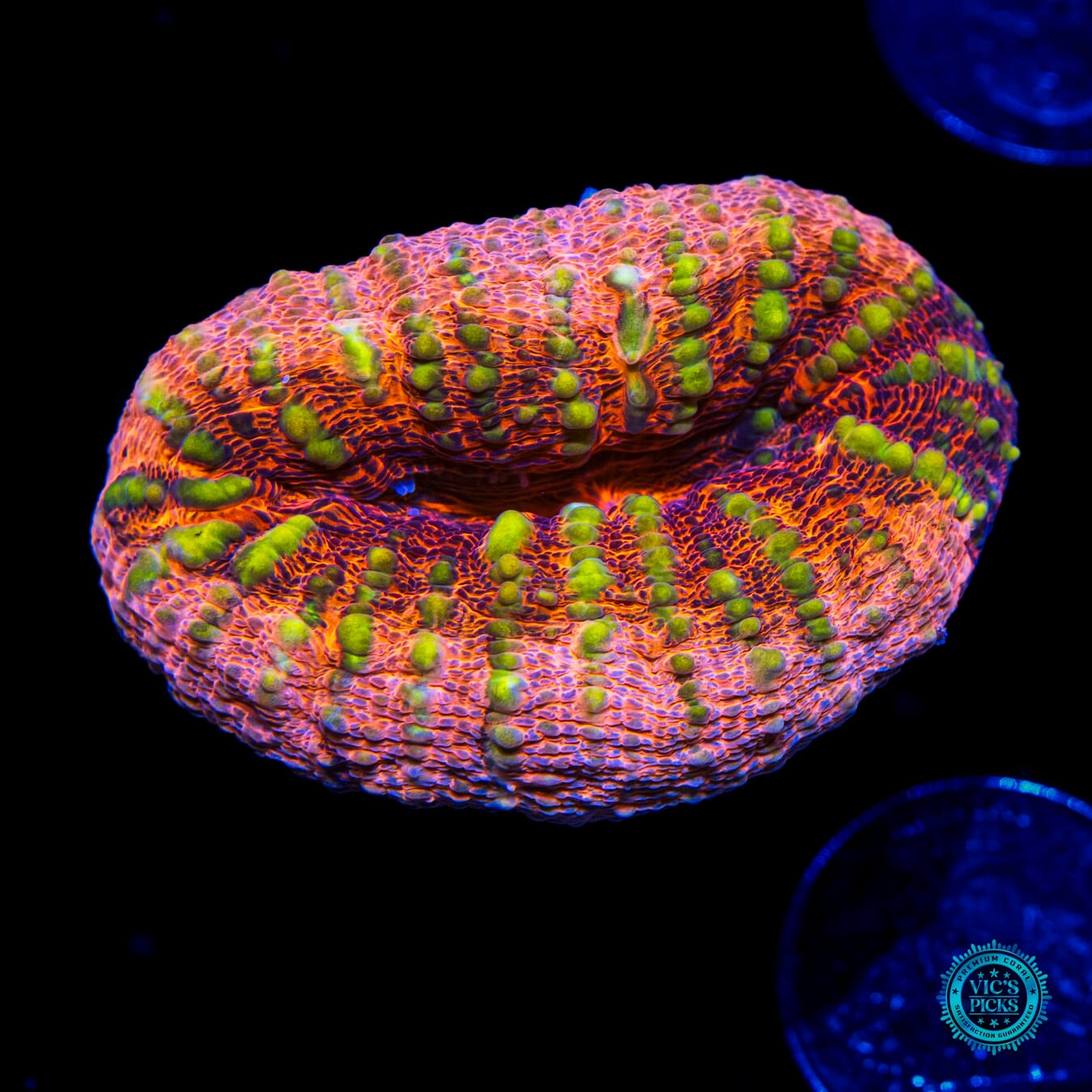 Peach Passion Lobophyllia - Daylight Photo