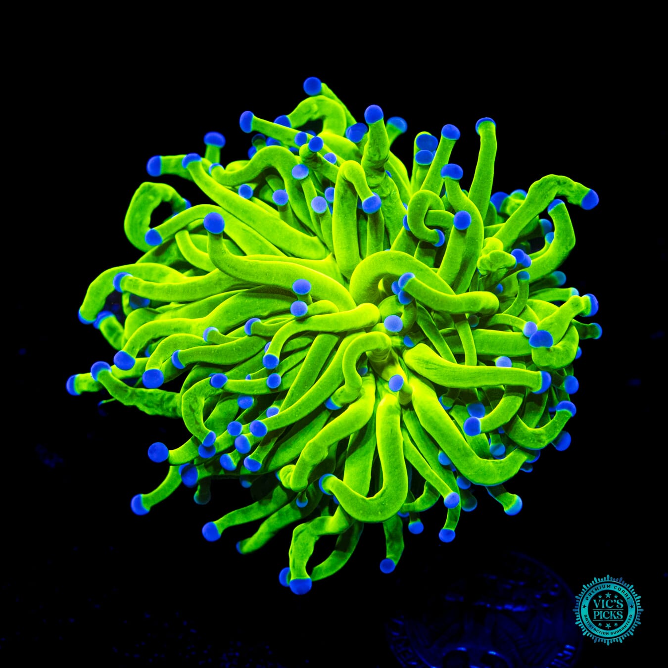 WWC In-House Spawned Blue Tip Torch - Daylight Photo