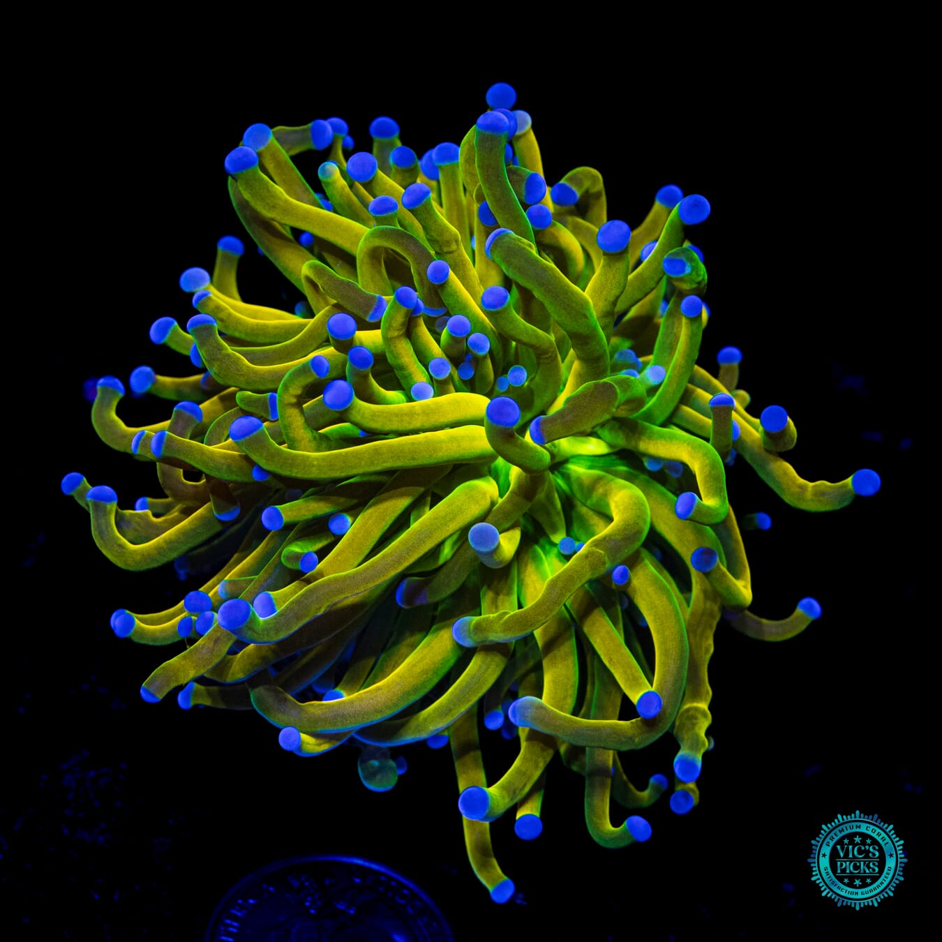 WWC In-House Spawned Banana Grail Torch - Daylight Photo