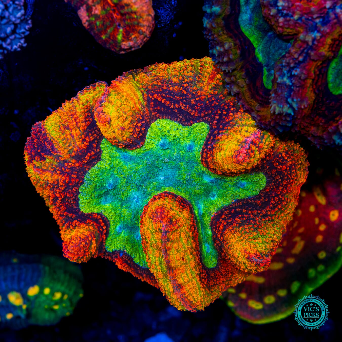 Fists of Fury Rainbow Lobophyllia - Daylight Photo
