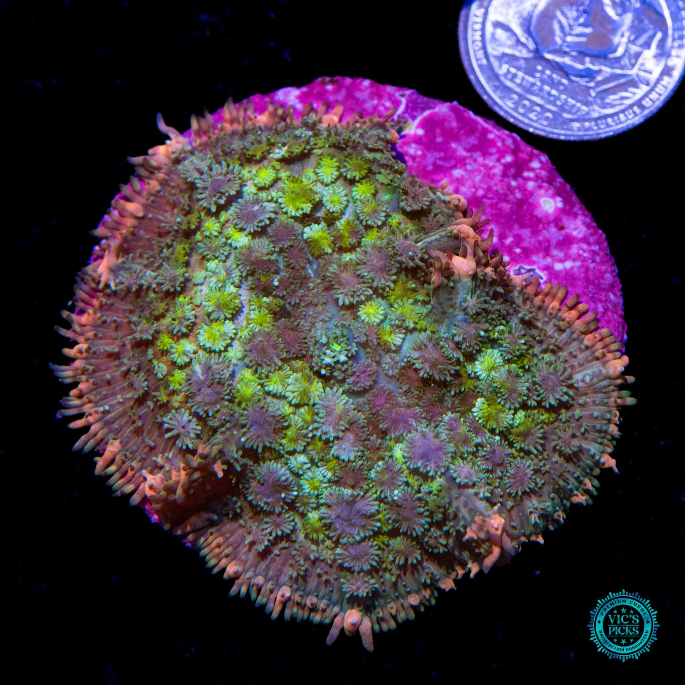 WWC Paradise Cove Carpet Mushroom - Actinic Photo