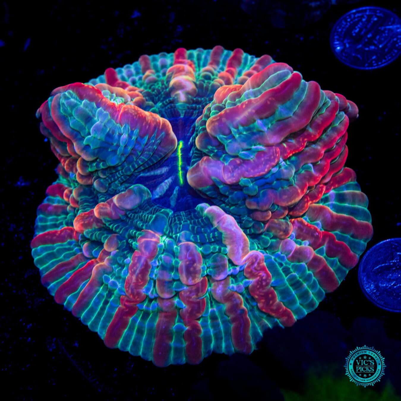 Fruit Salad Indophyllia - Daylight Photo