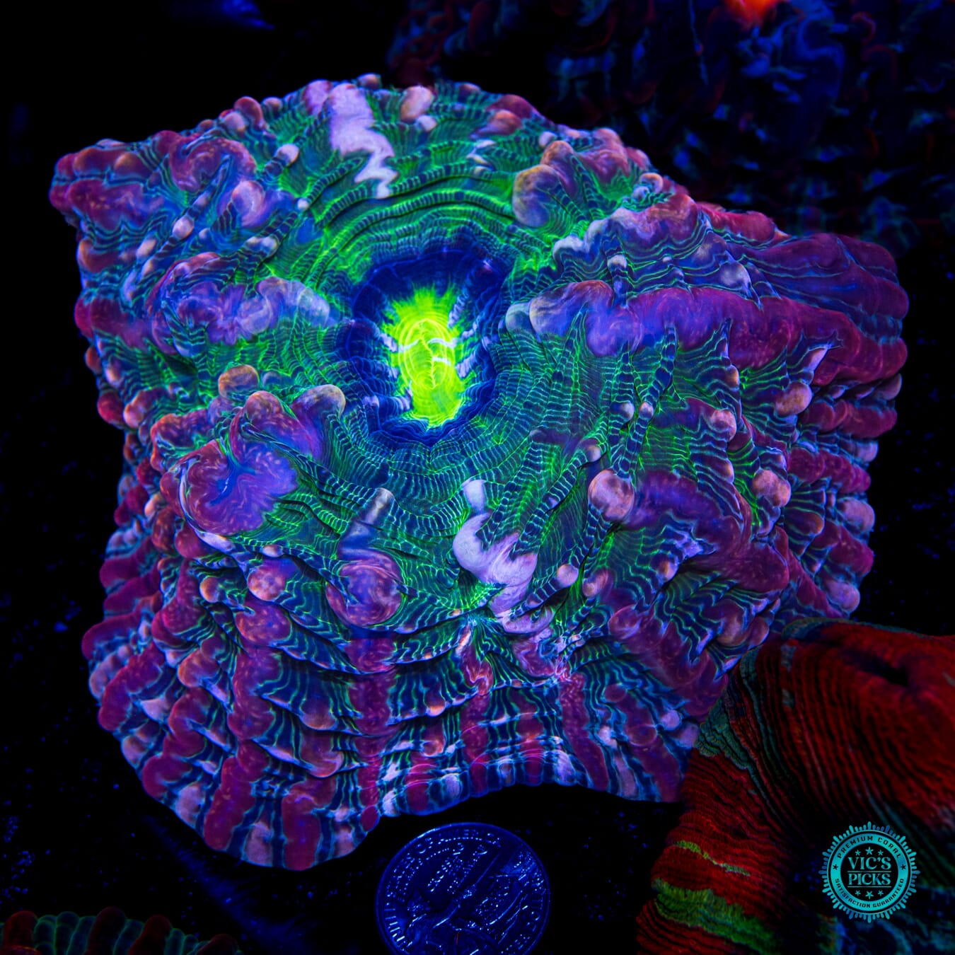 Plum Tree Indophyllia - Daylight Photo