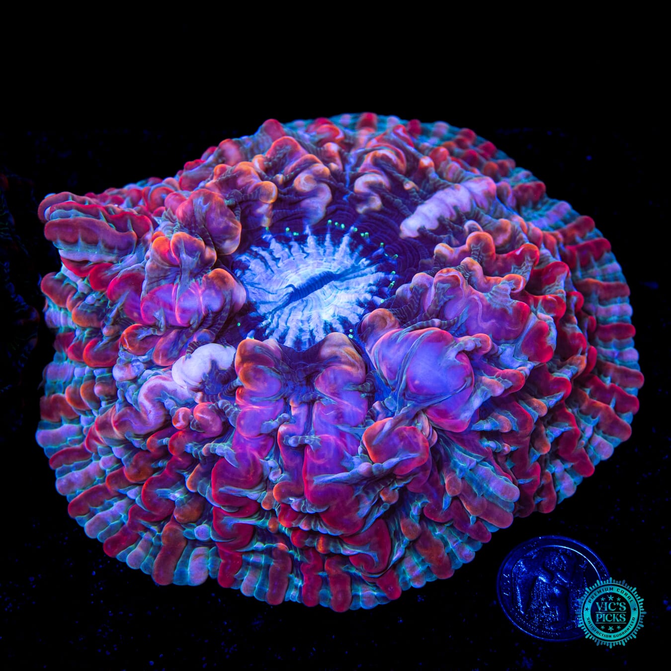 Flaming Berries Indophyllia - Daylight Photo