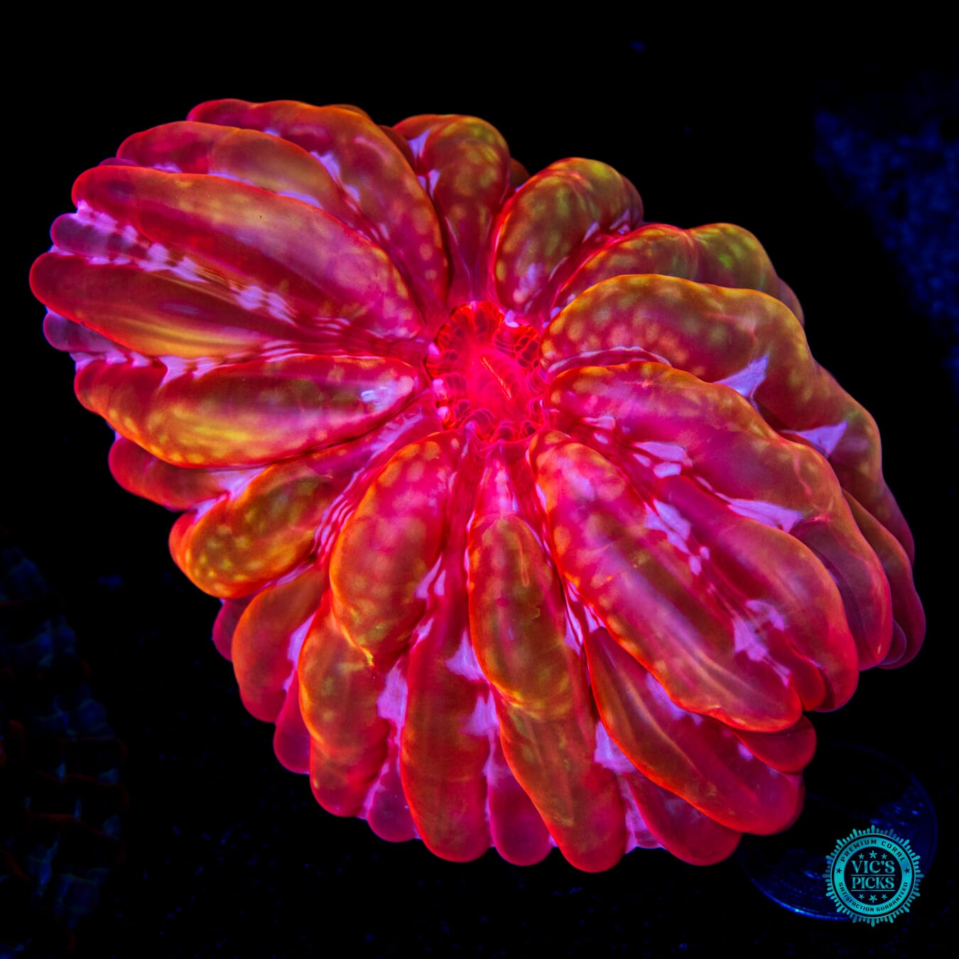 Torchlight Cynarina - Daylight Photo