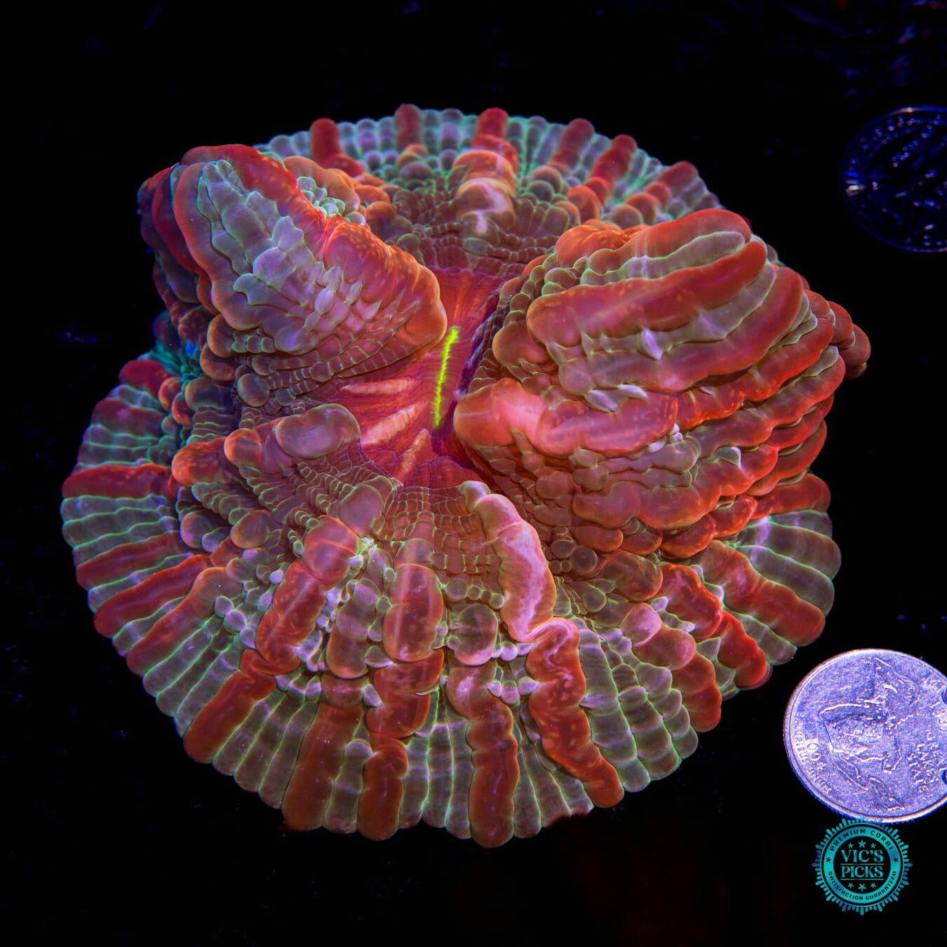 Fruit Salad Indophyllia - Actinic Photo