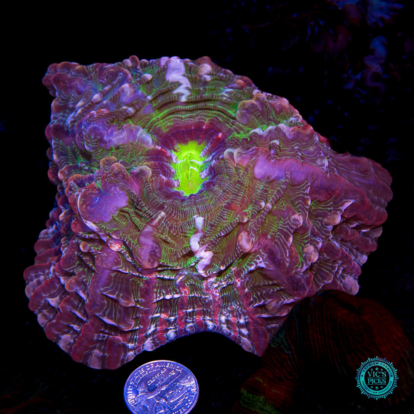 Plum Tree Indophyllia - Actinic Photo