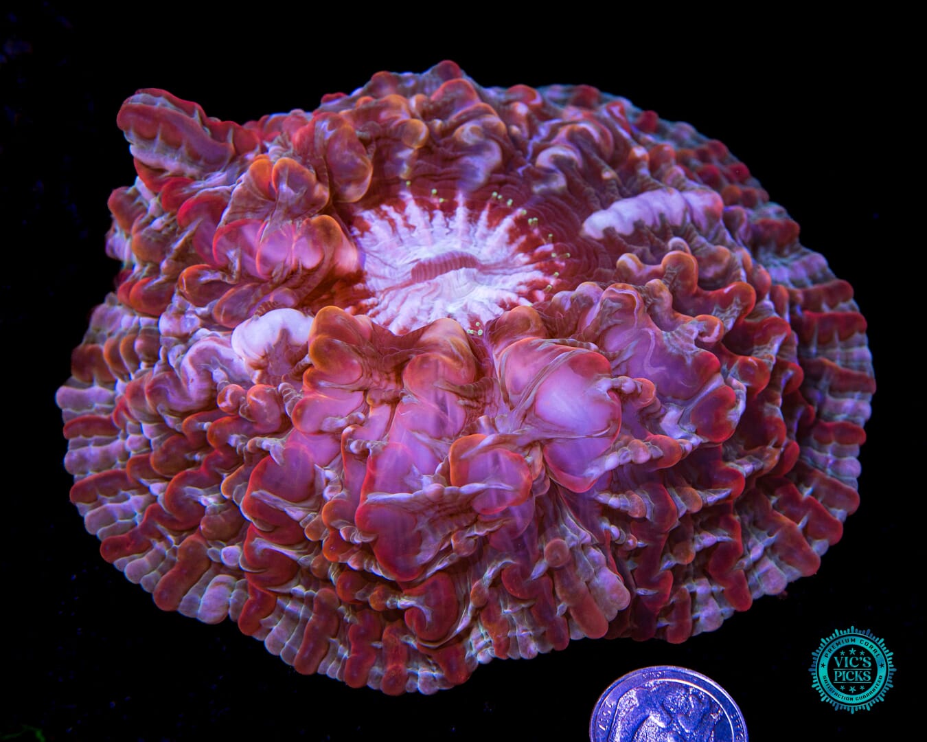 Flaming Berries Indophyllia - Actinic Photo