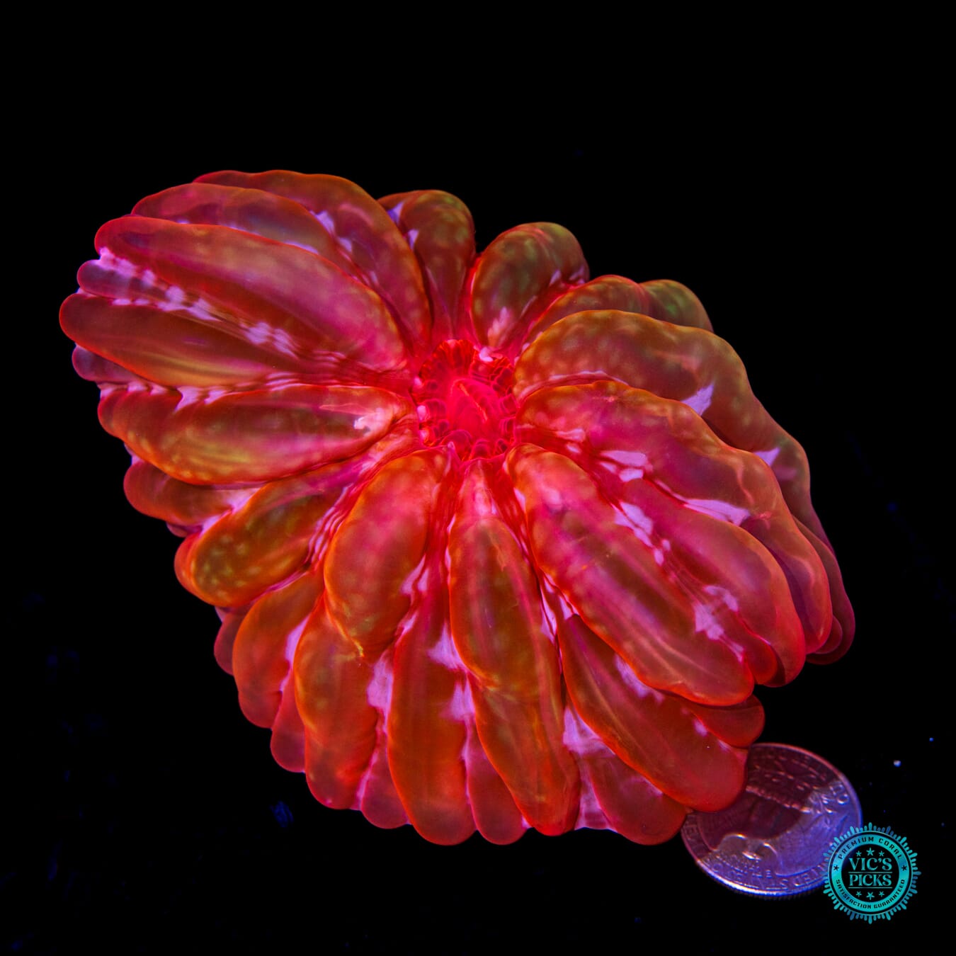 Torchlight Cynarina - Actinic Photo