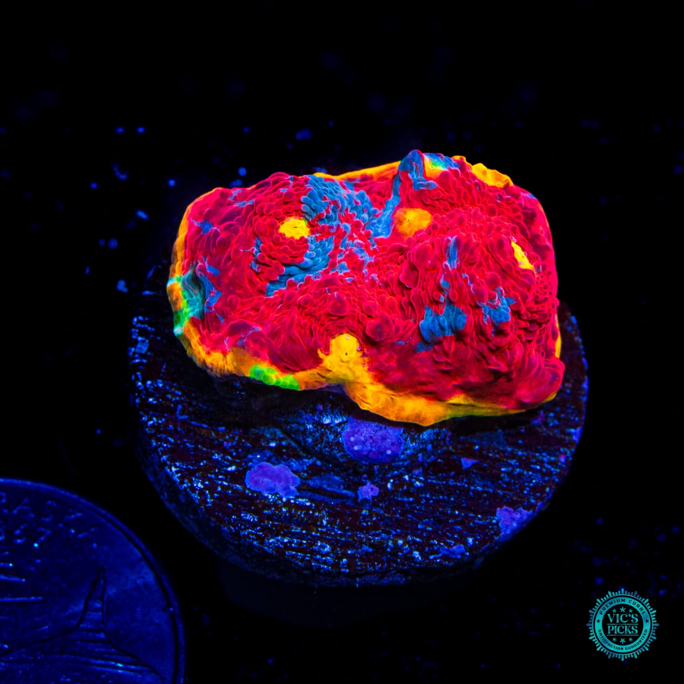 WWC Knockout Rainbow Chalice - Daylight Photo