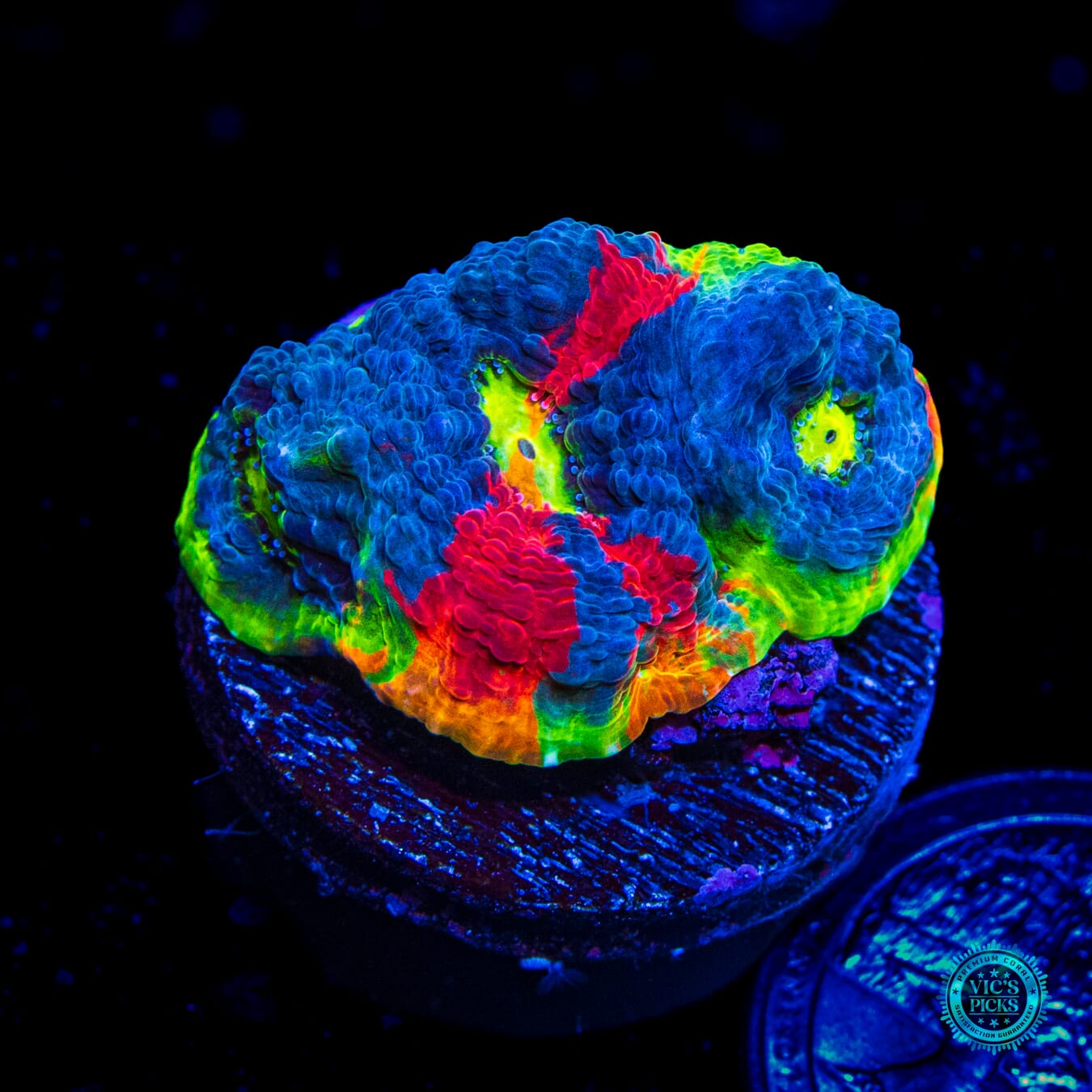 WWC Jellybean Rainbow Chalice - Daylight Photo