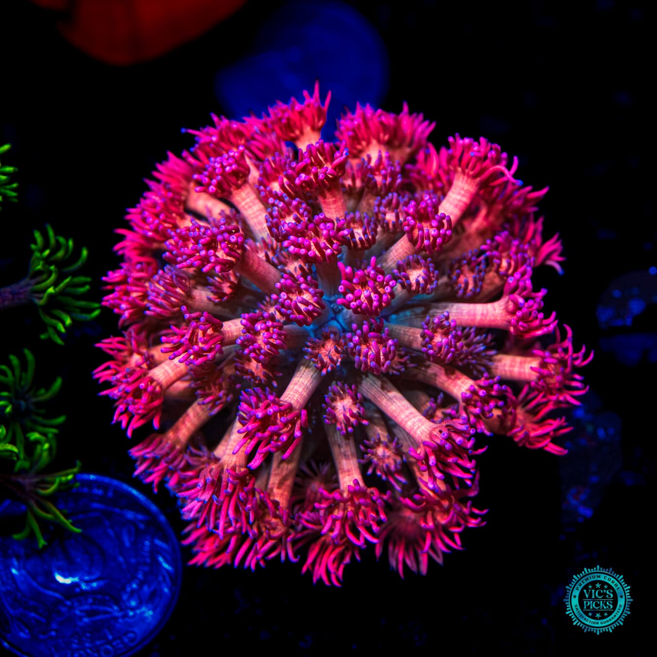 WWC Passionfruit Goniopora - Daylight Photo