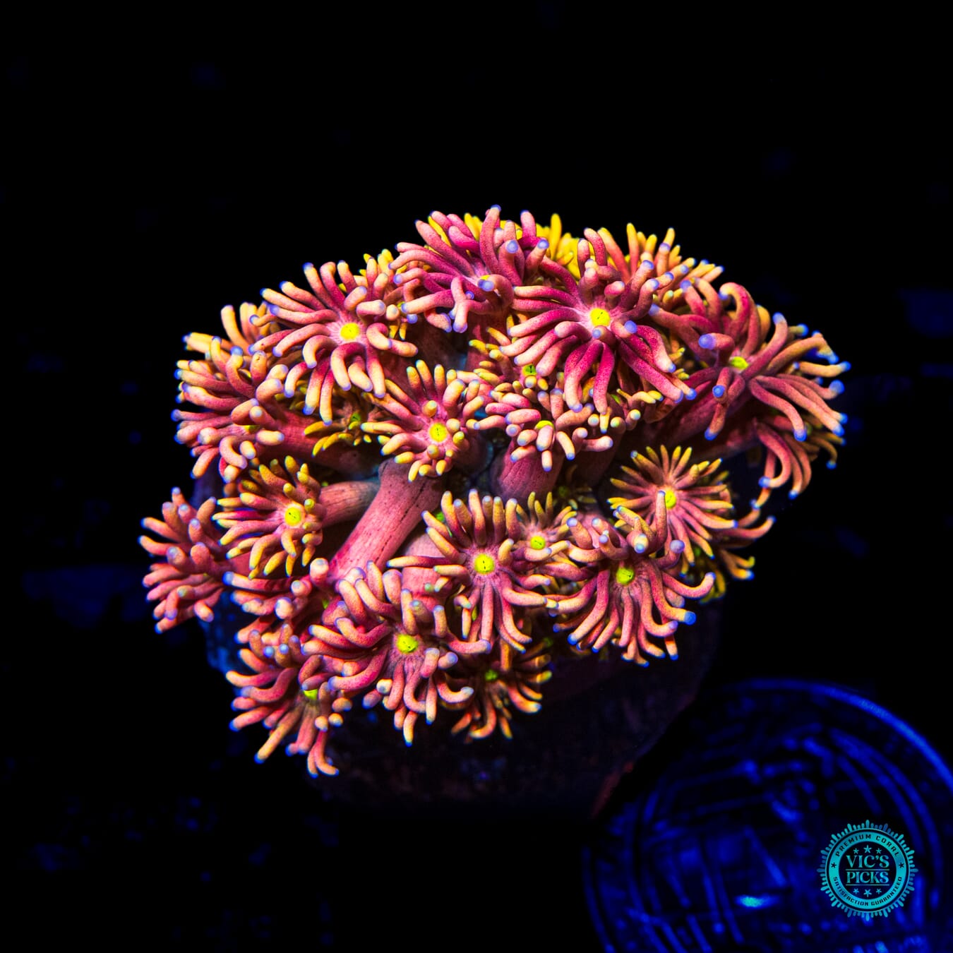 Solar Beam Goniopora - Daylight Photo