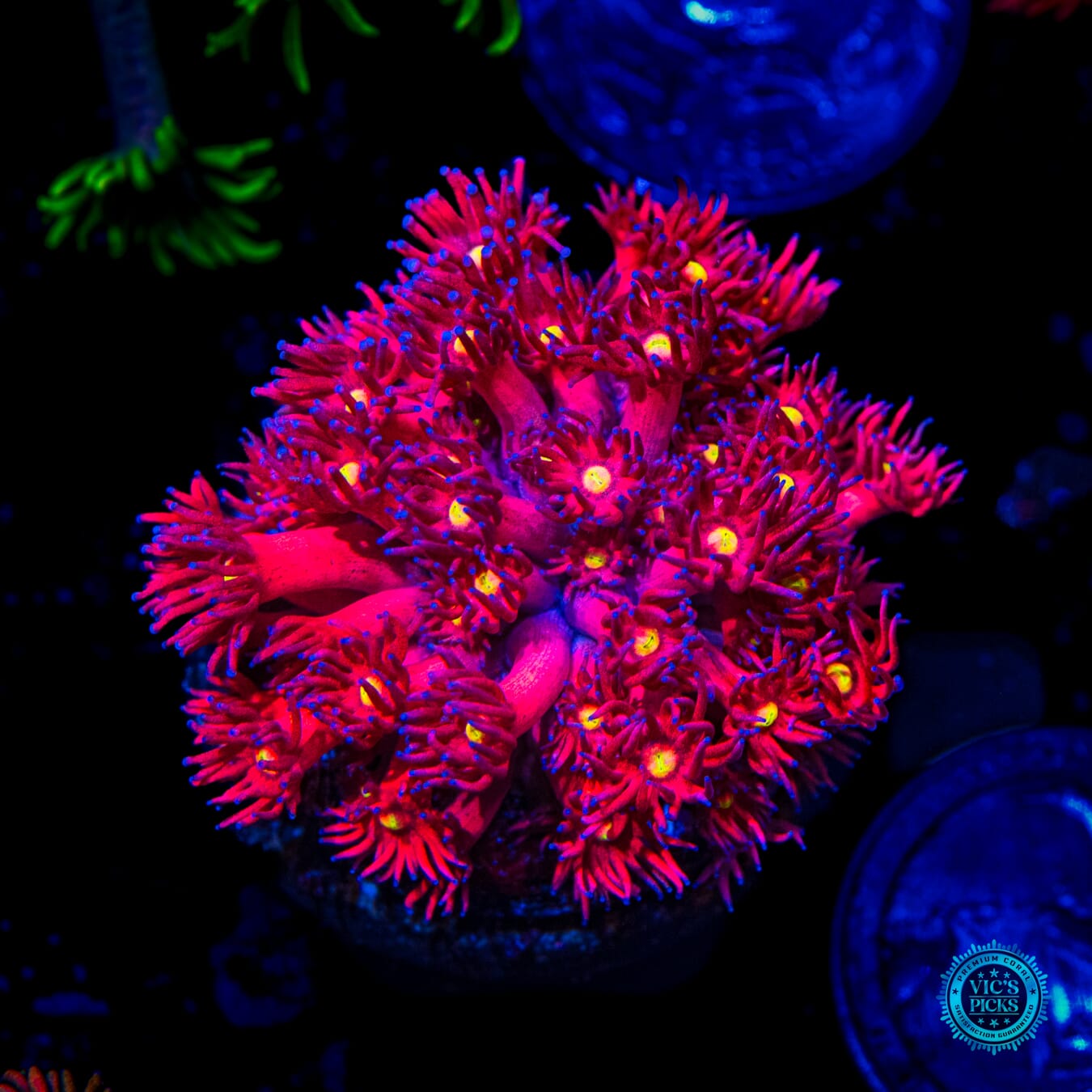 WWC Cherry Bonkerz Goniopora - Daylight Photo