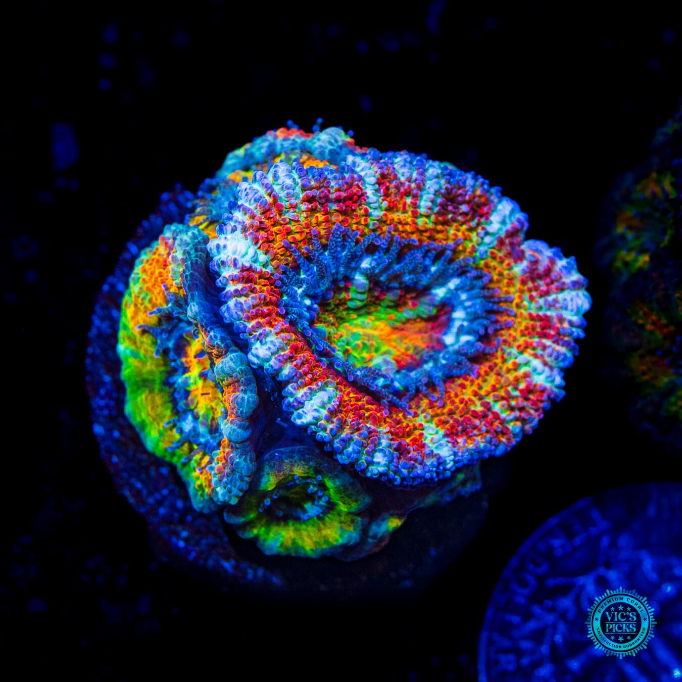 WWC Clown Car Aussie Lord - Daylight Photo