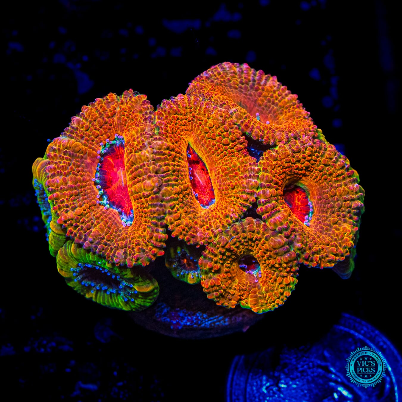 Burnout Aussie Lord - Daylight Photo