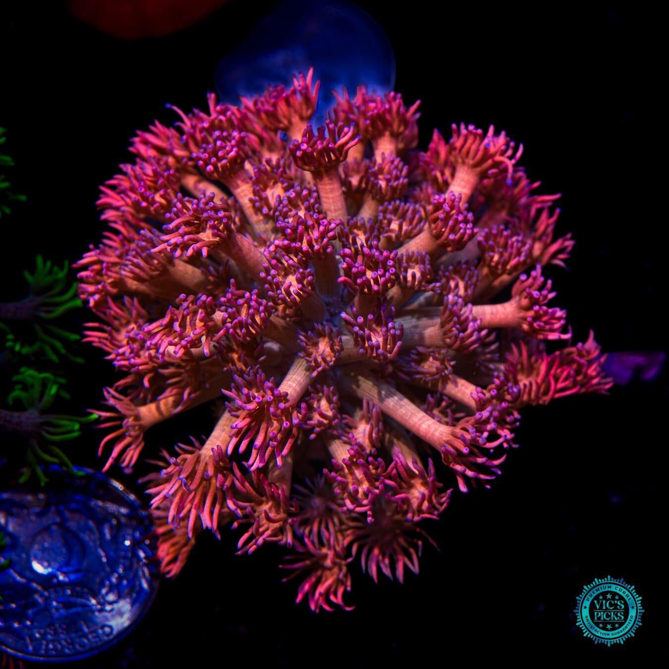 WWC Passionfruit Goniopora - Actinic Photo