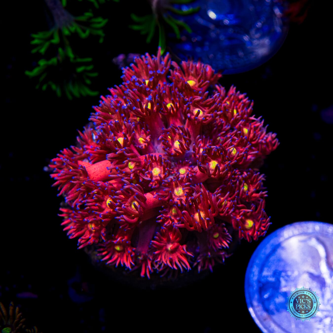 WWC Cherry Bonkerz Goniopora - Actinic Photo