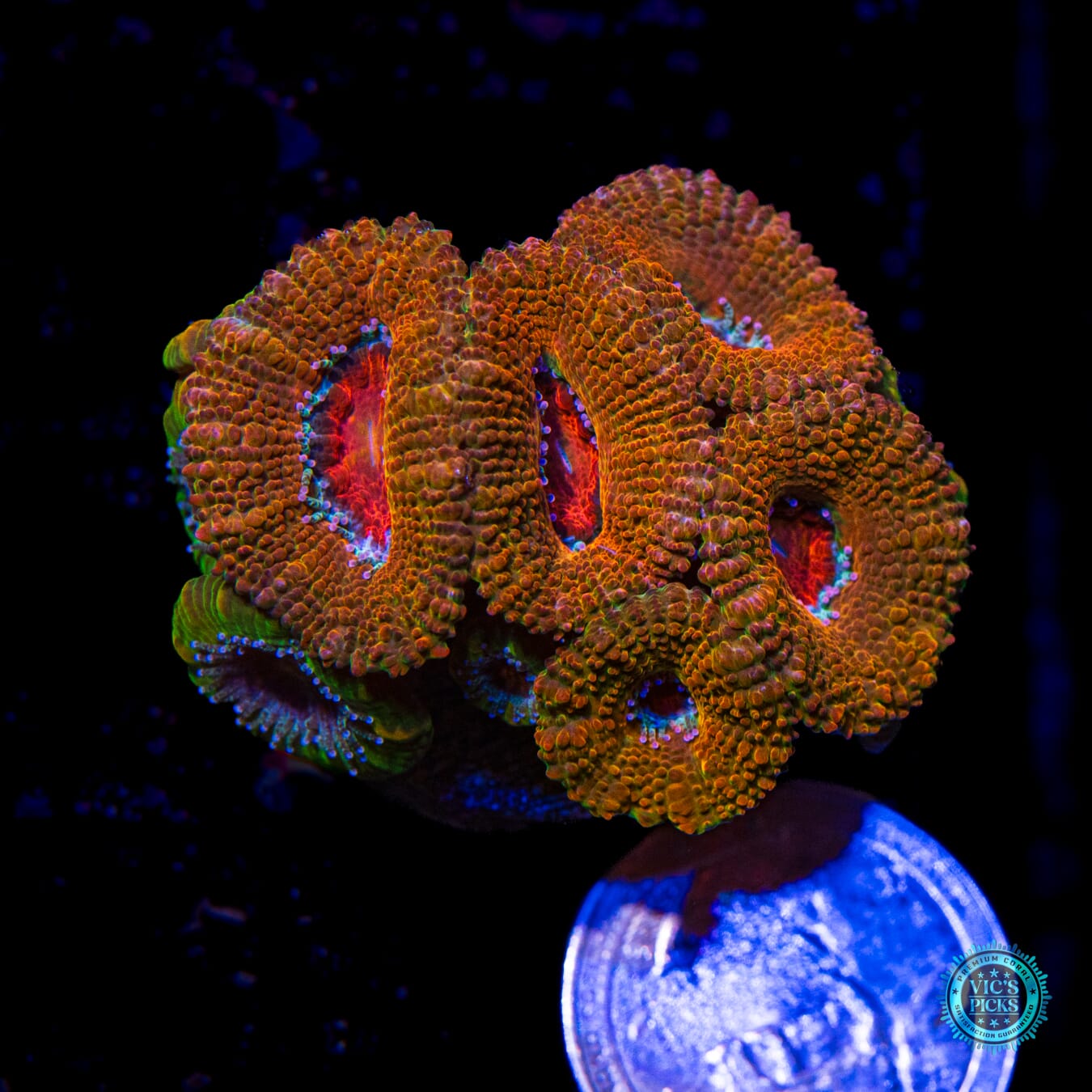 Burnout Aussie Lord - Actinic Photo