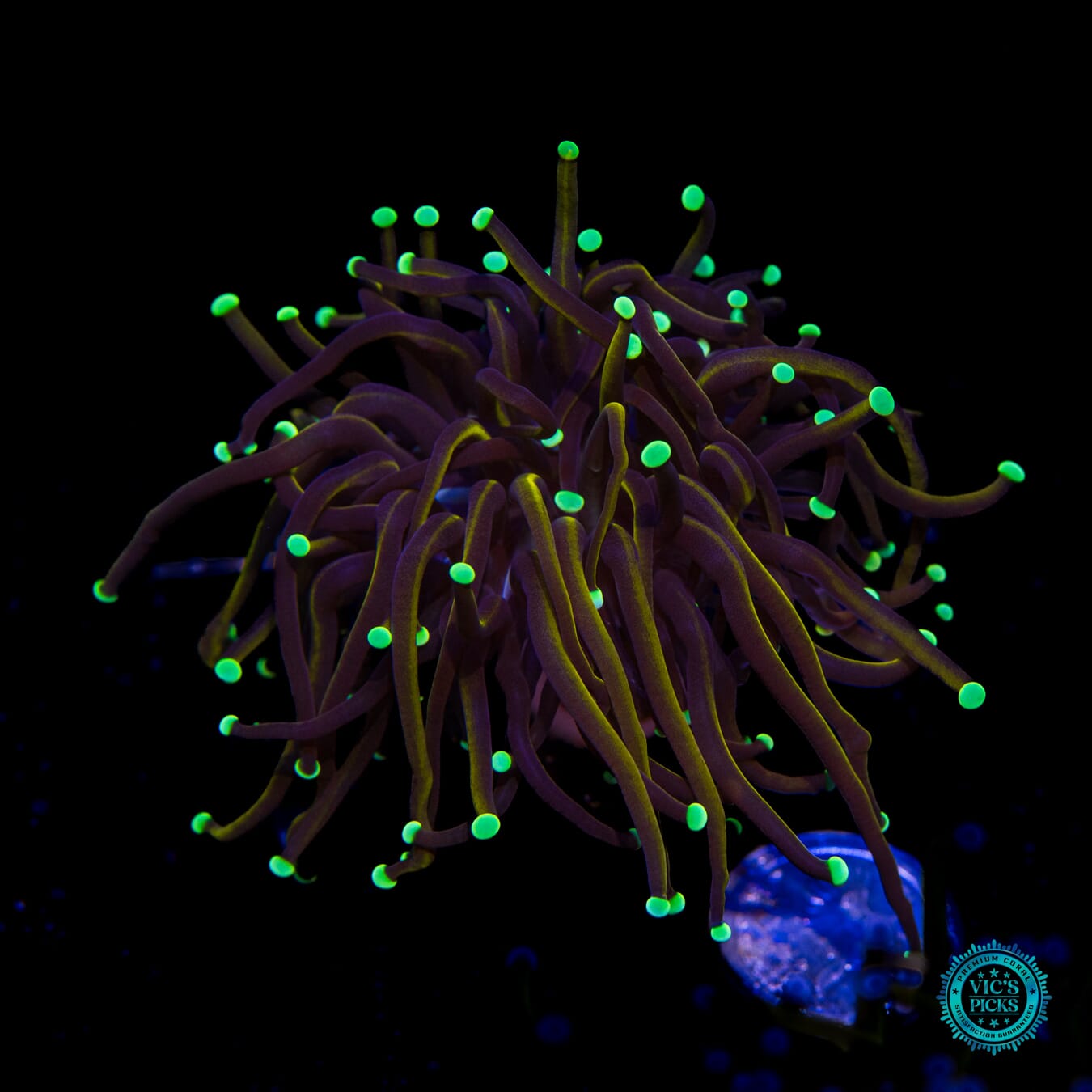 WWC Dragon Soul Torch - Actinic Photo