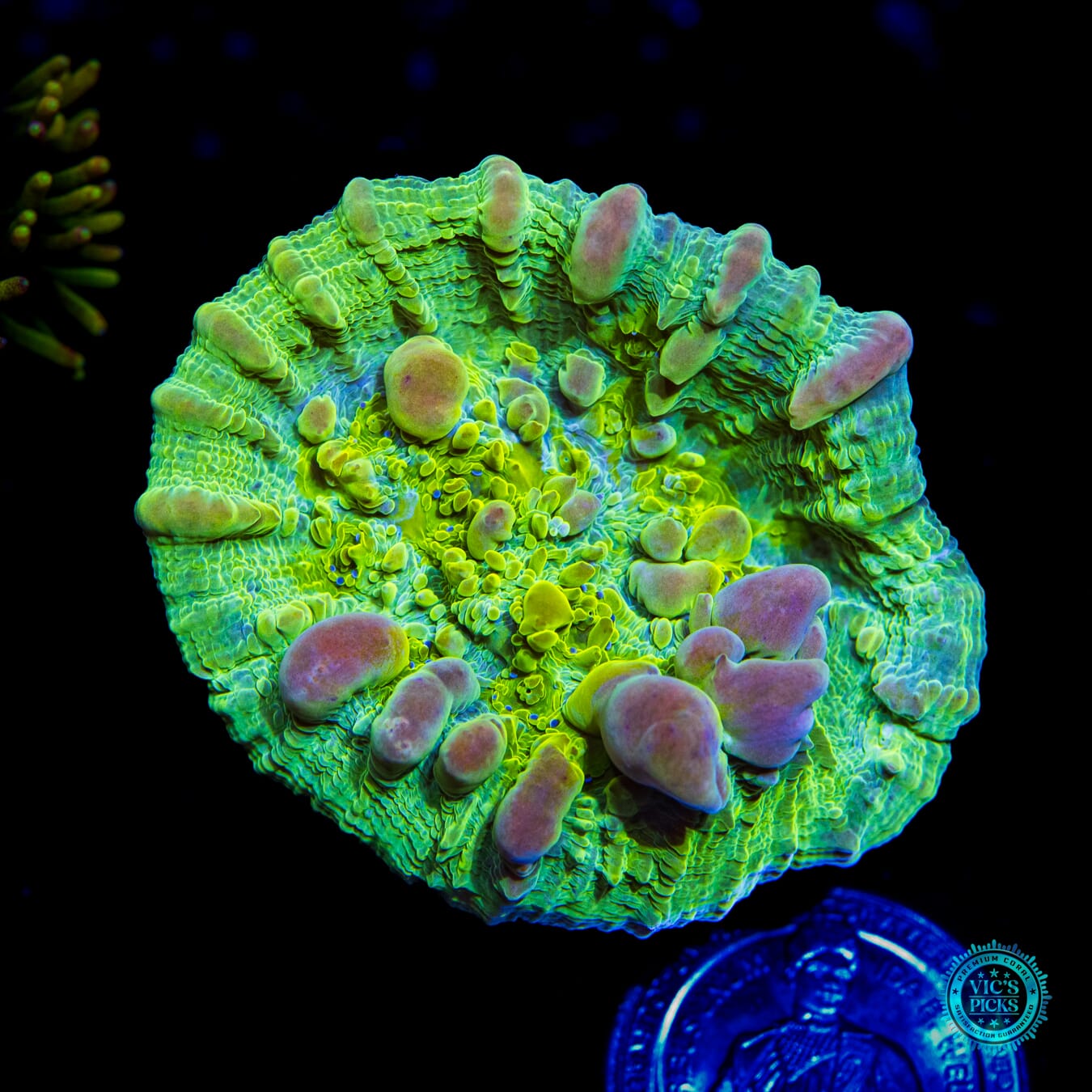 WWC Cosmic Candy Bounce Chalice - Daylight Photo