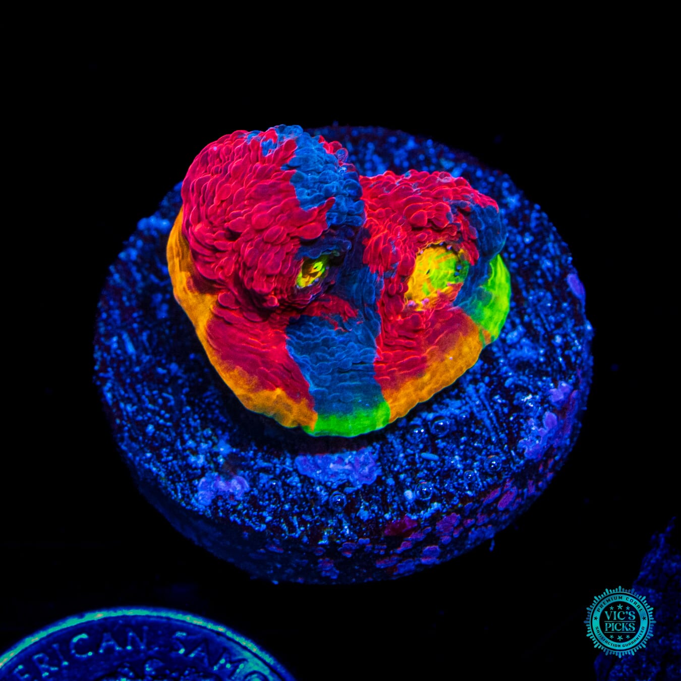 WWC Knockout Rainbow Chalice - Daylight Photo