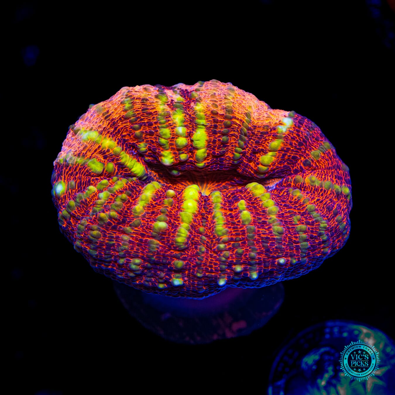 Peach Passion Lobophyllia - Daylight Photo