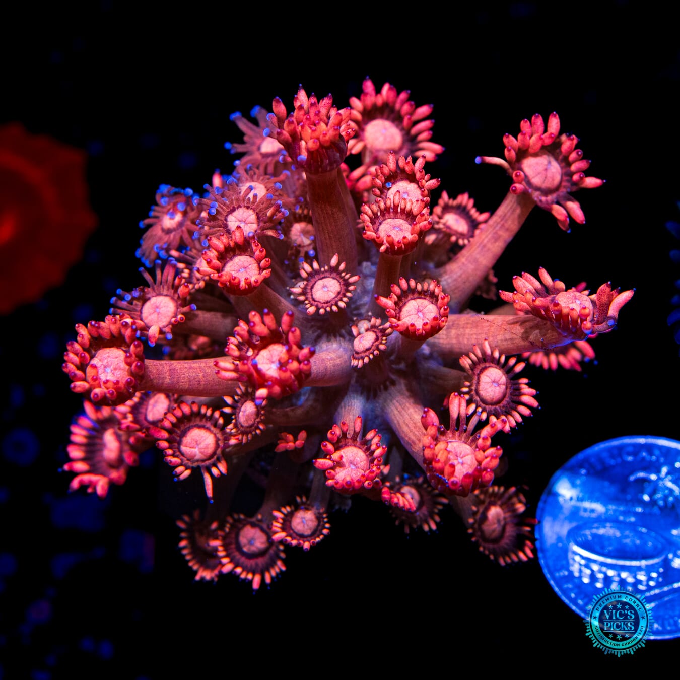 WWC Fire Blossom Goniopora - Daylight Photo