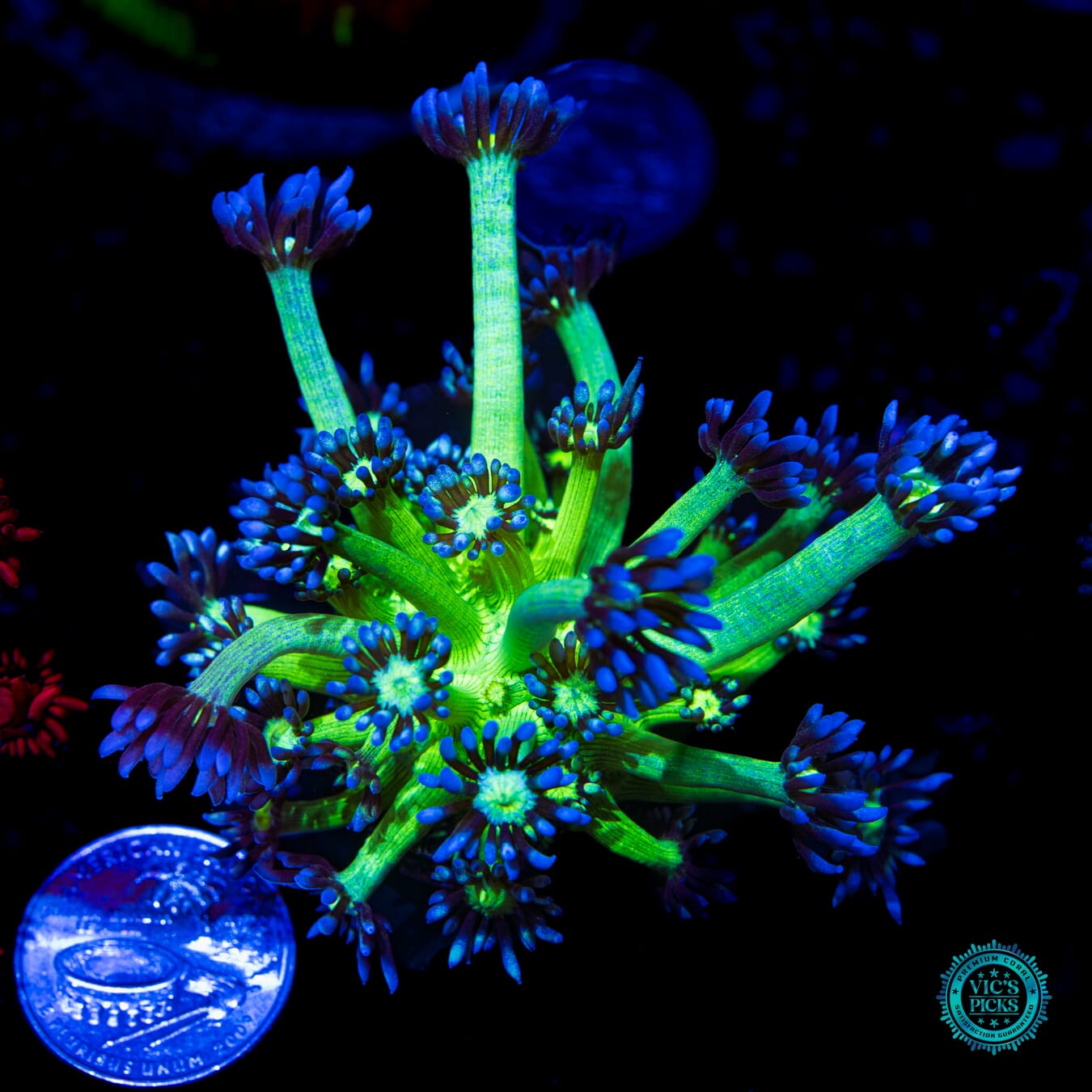 WWC Shadow Flame Goniopora - Daylight Photo