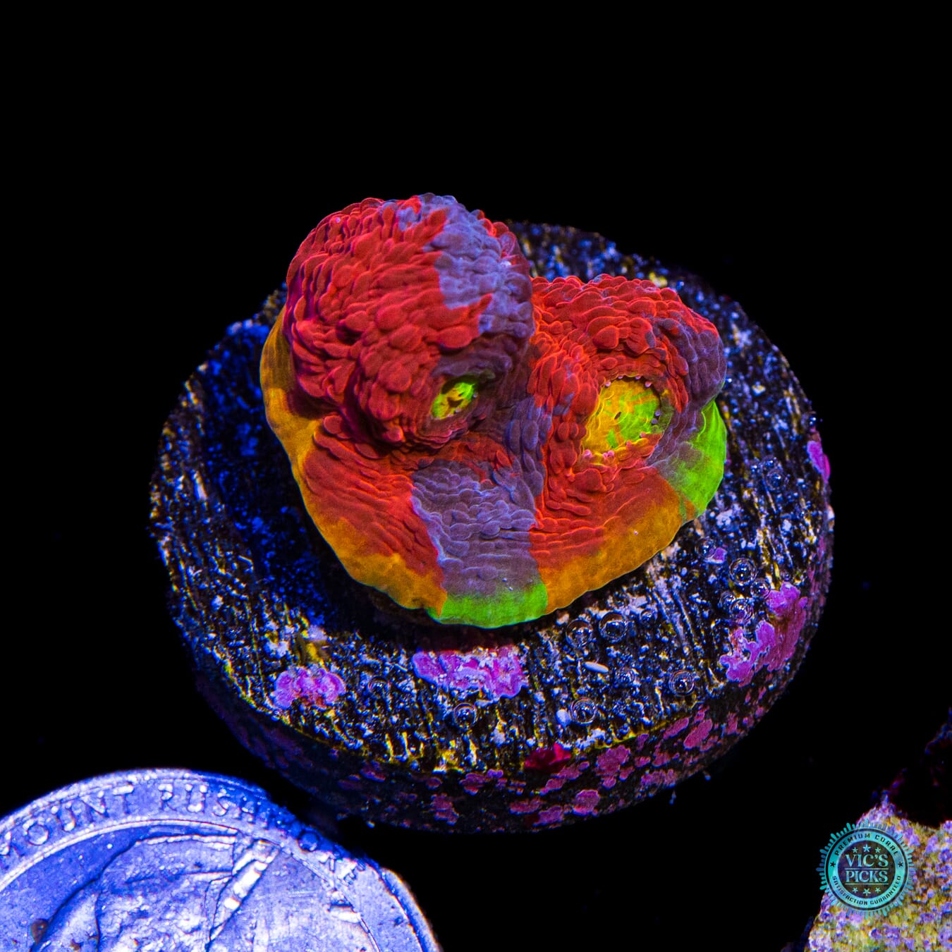 WWC Knockout Rainbow Chalice - Actinic Photo