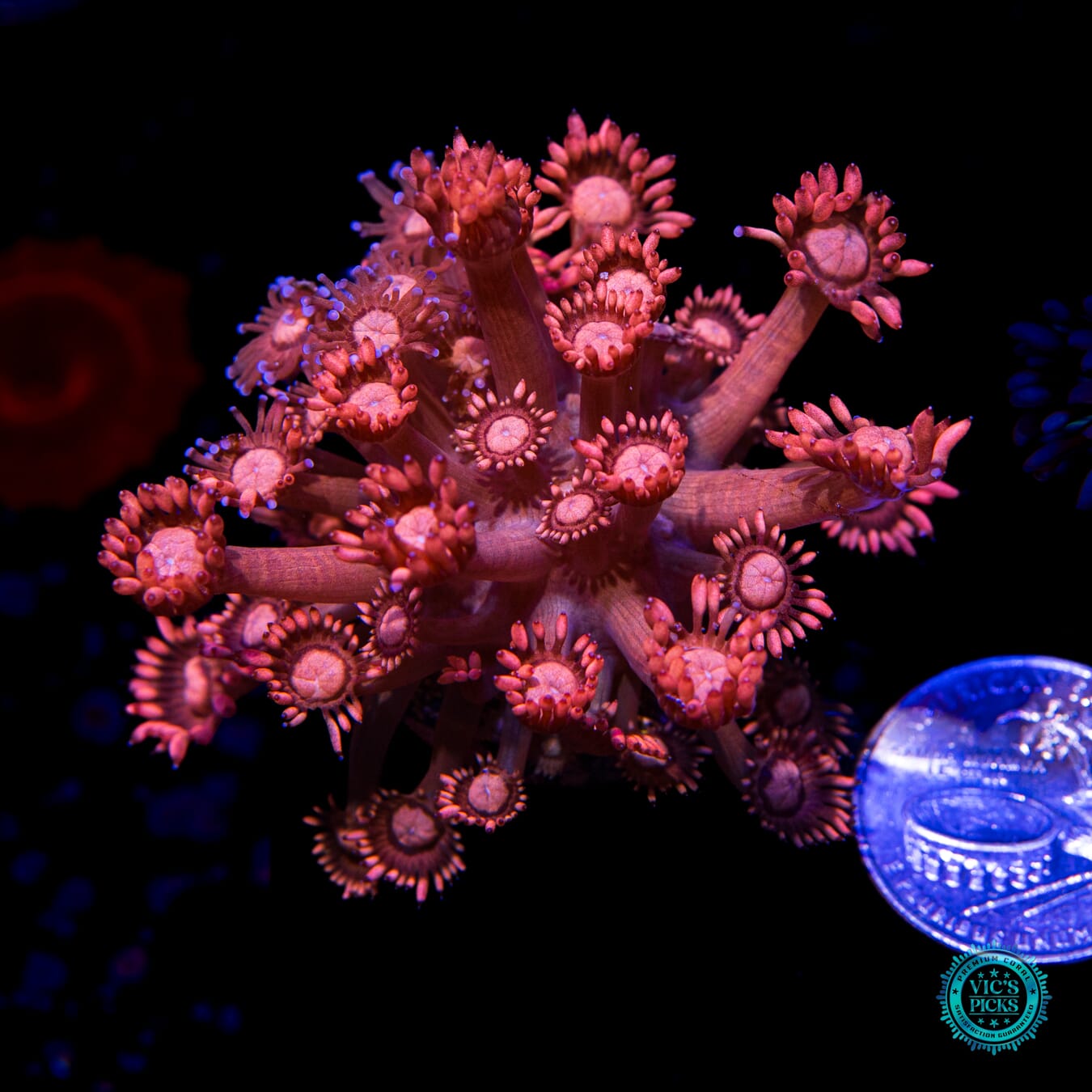 WWC Fire Blossom Goniopora - Actinic Photo