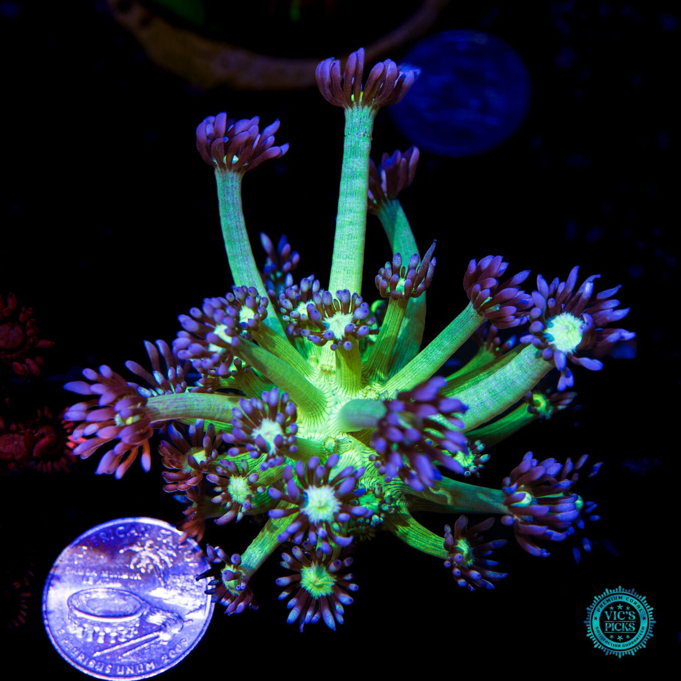 WWC Shadow Flame Goniopora - Actinic Photo