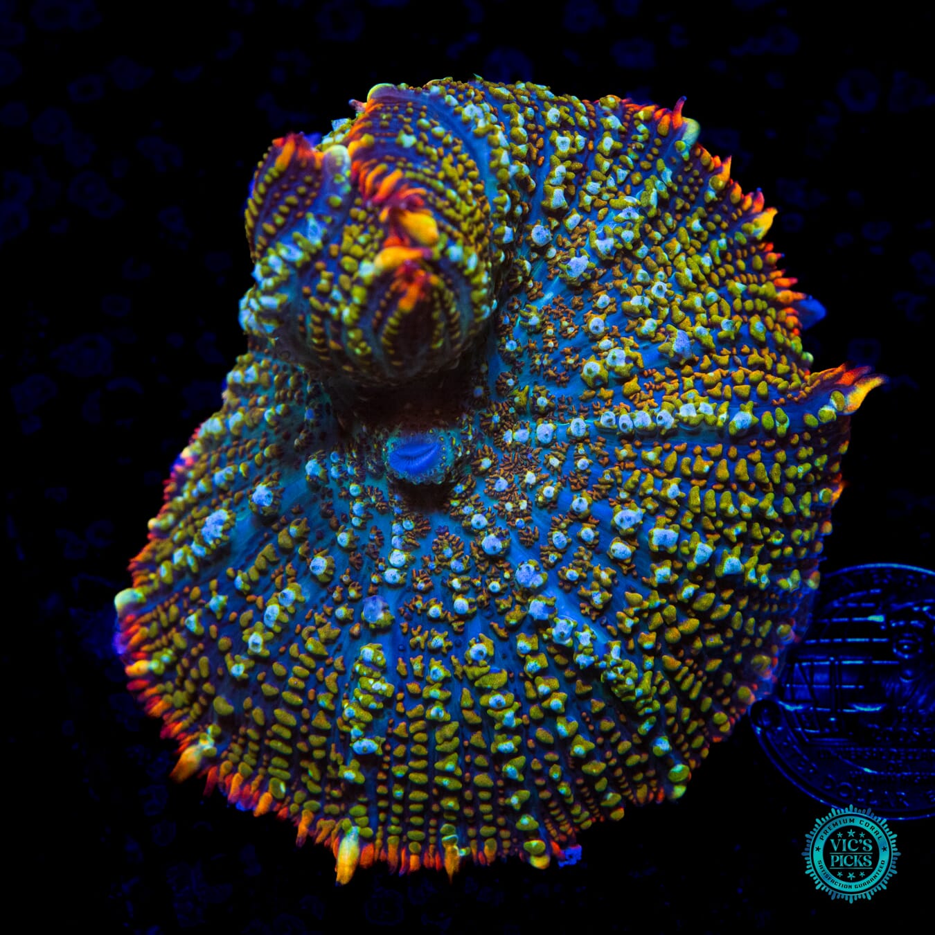 WWC Defibrillator Rhodactis Mushroom - Daylight Photo