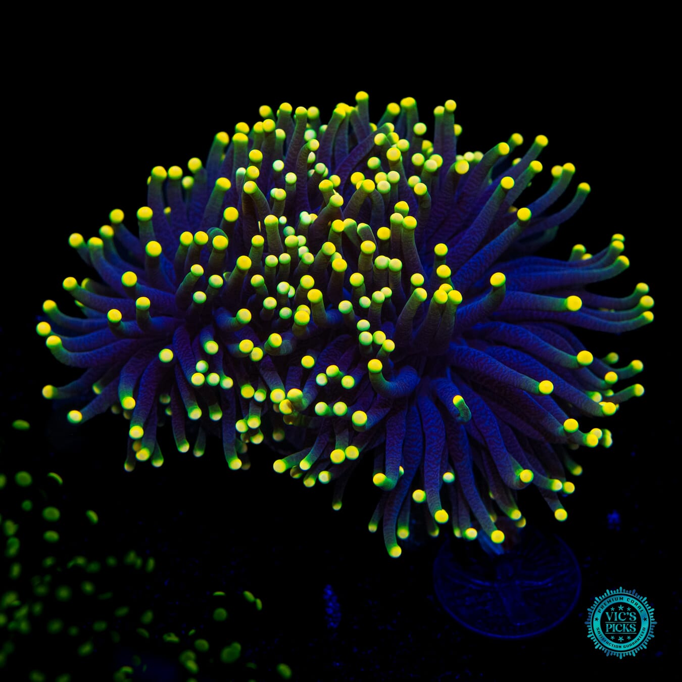 Rasta Torch - Daylight Photo