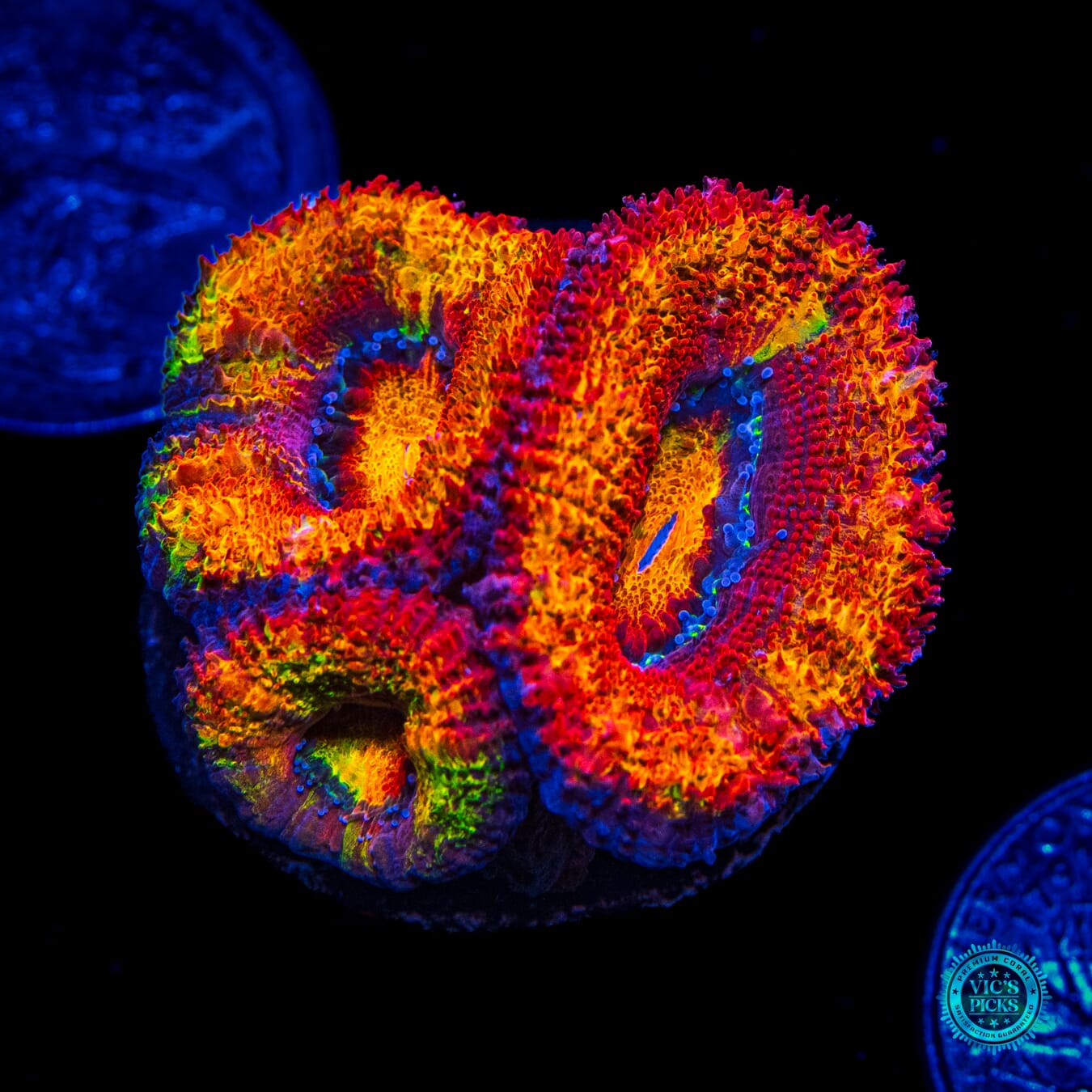 WWC Solar Flare Aussie Lord - Daylight Photo