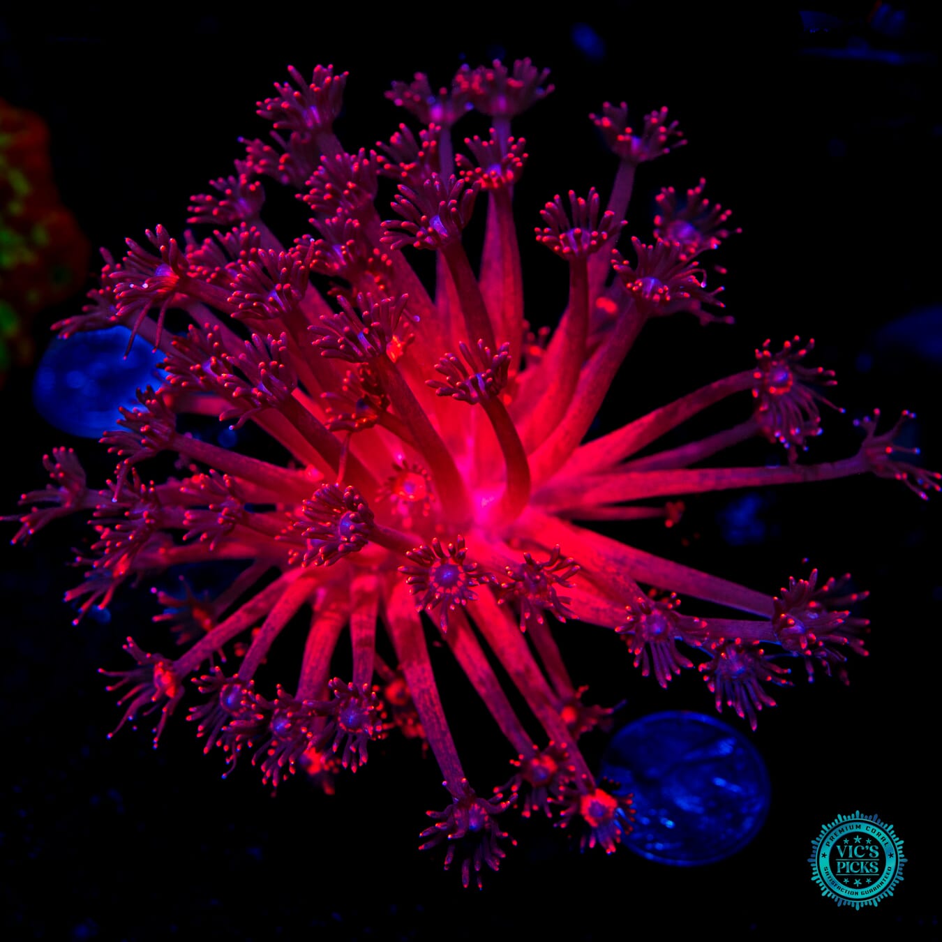 XL Inferno Goniopora - Daylight Photo