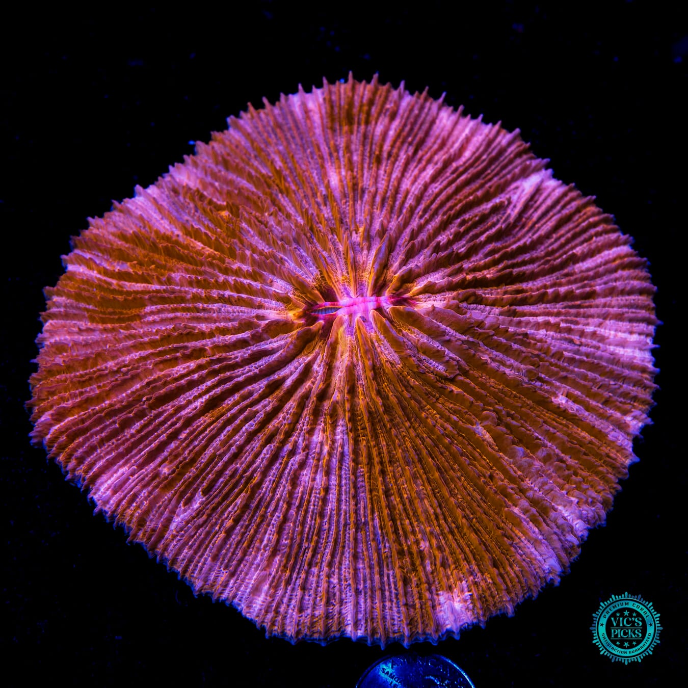 XL Metalmaniac Plate - Daylight Photo