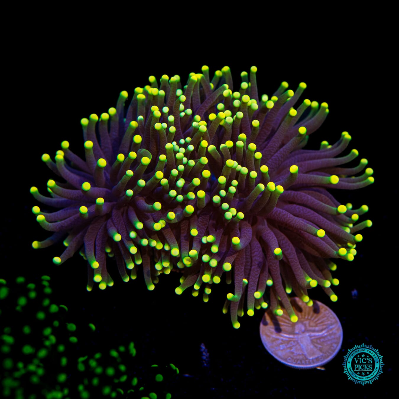 Rasta Torch - Actinic Photo