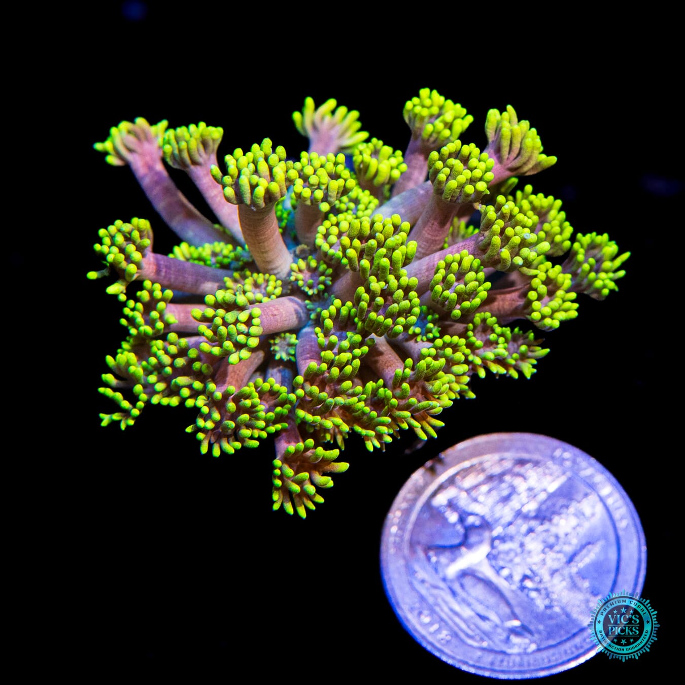 WWC Hail Hydra Goniopora - Actinic Photo