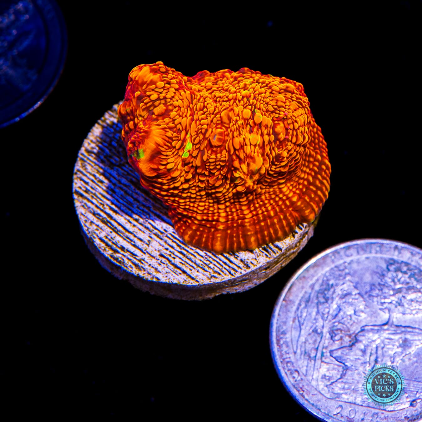 WWC Primetime Chalice - Actinic Photo