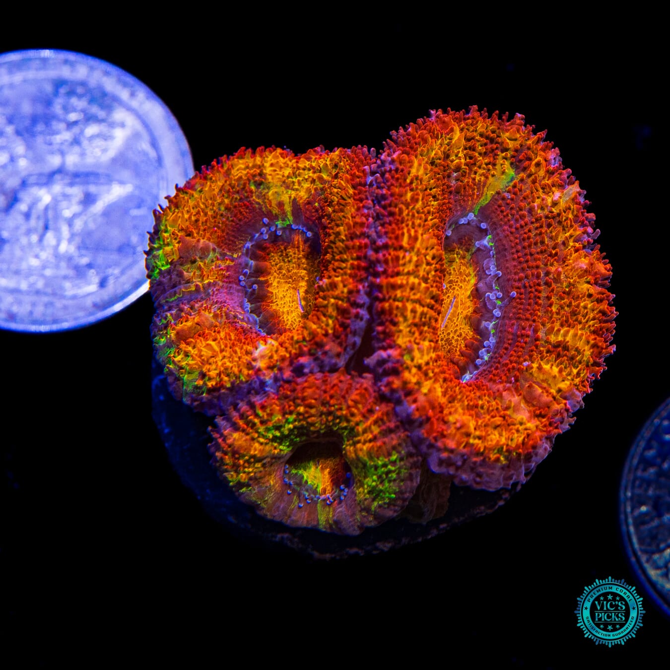 WWC Solar Flare Aussie Lord - Actinic Photo