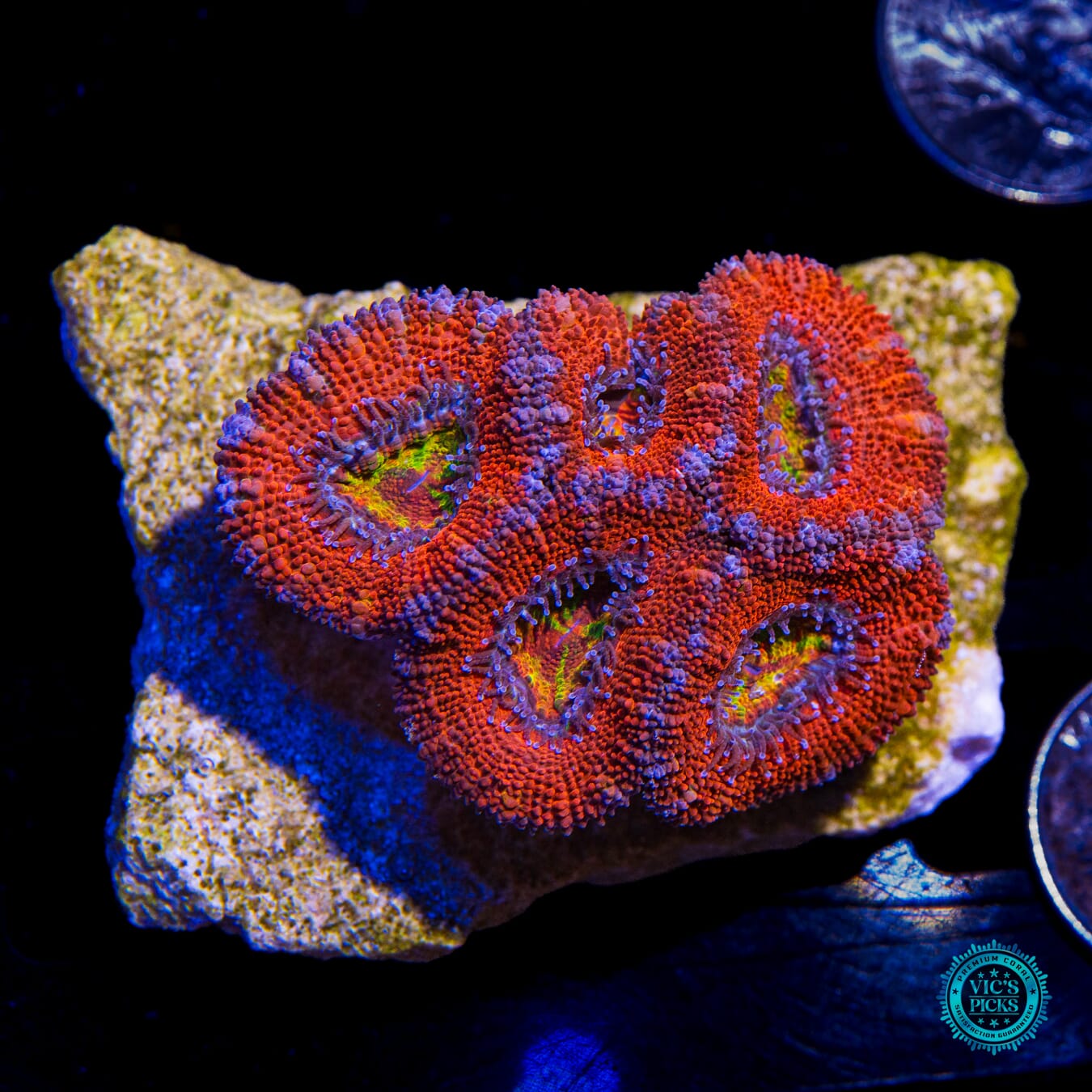 WWC Lava Bomb Aussie Lord - Actinic Photo