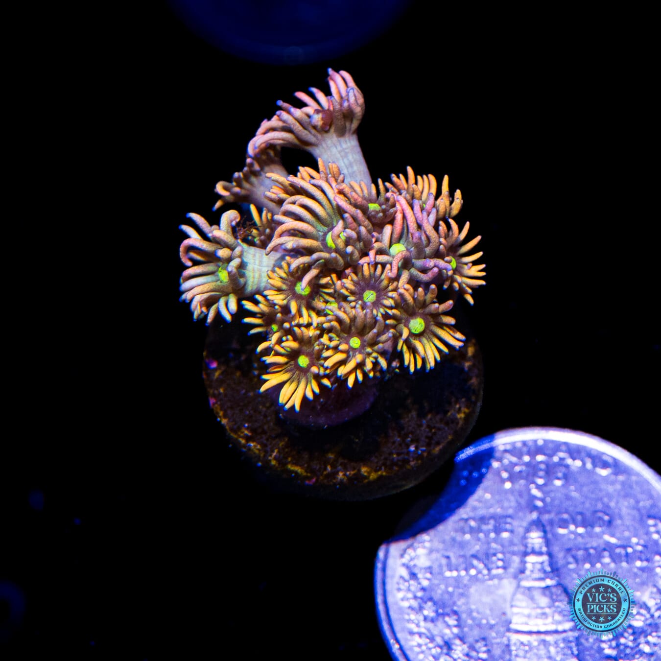 WWC Bomb Diggity Goniopora - Actinic Photo