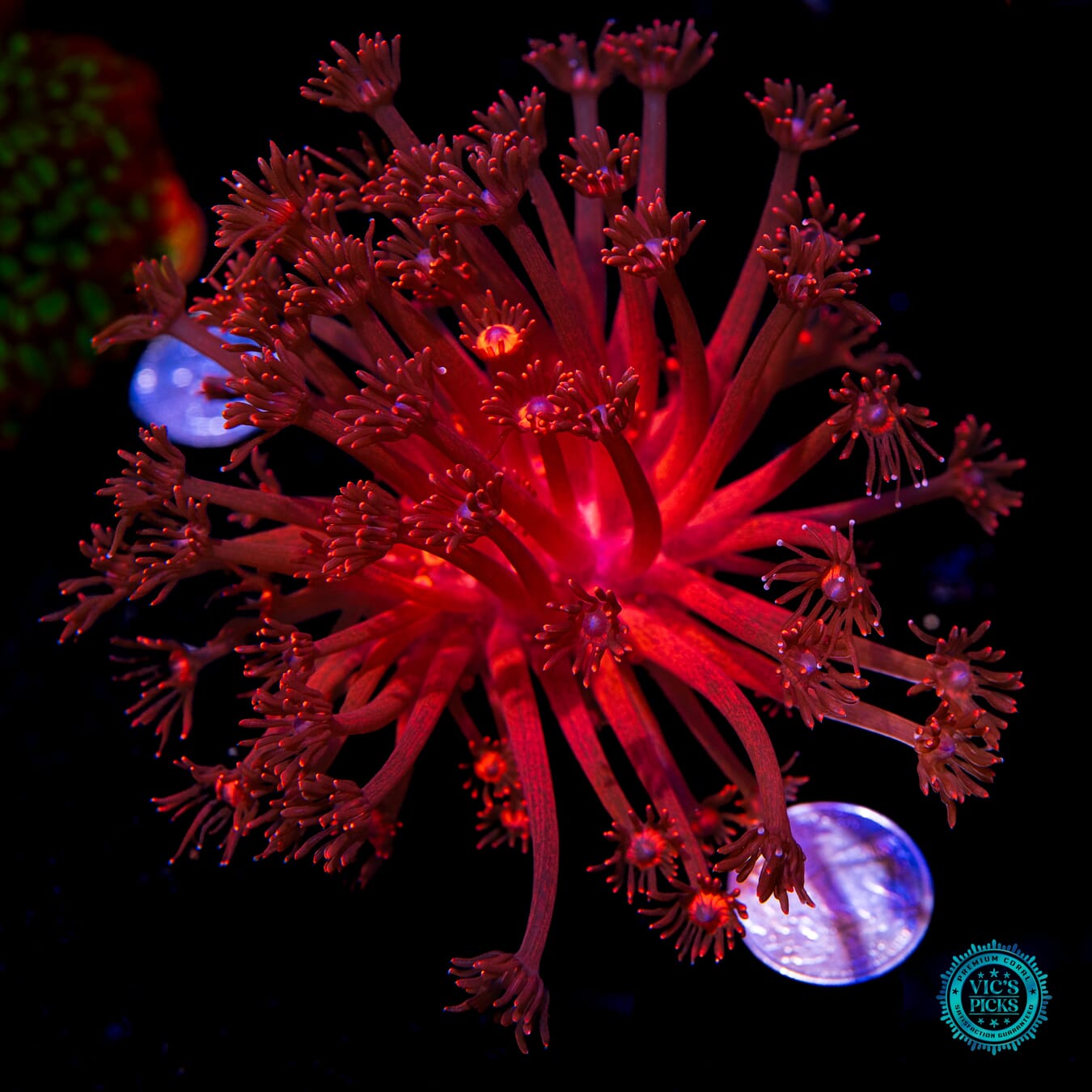 XL Inferno Goniopora - Actinic Photo