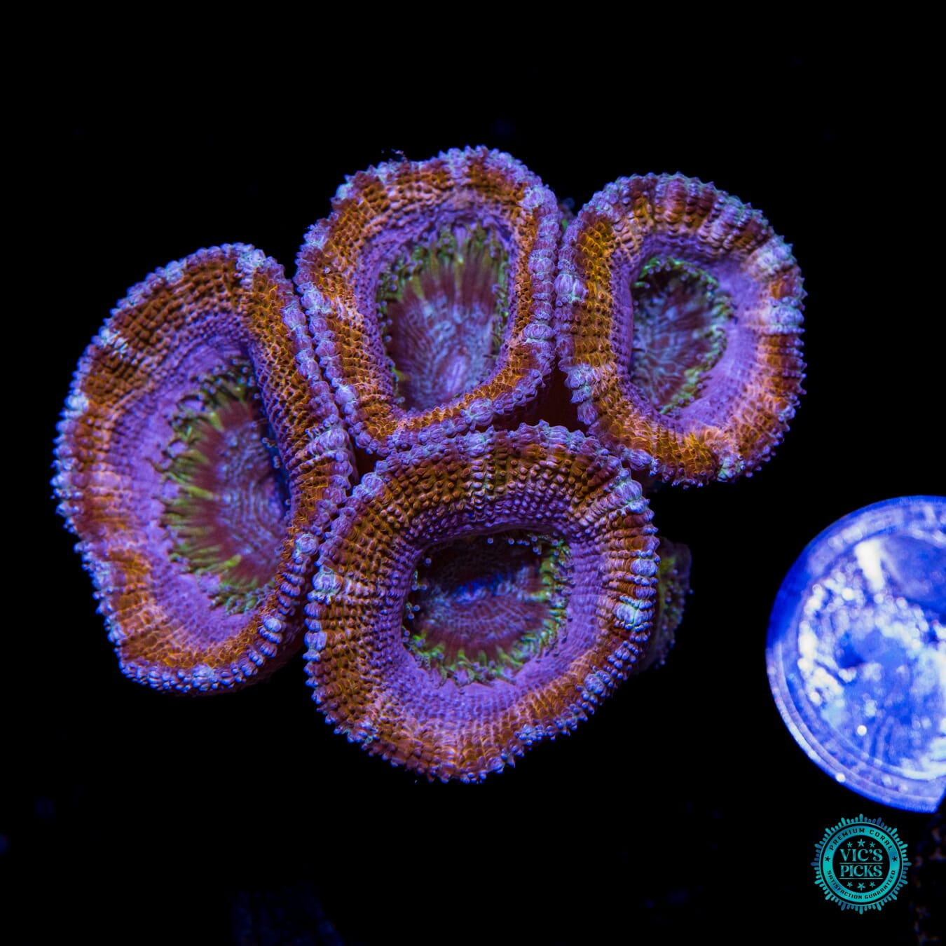 WWC Smirnof Ice Aussie Lord - Actinic Photo