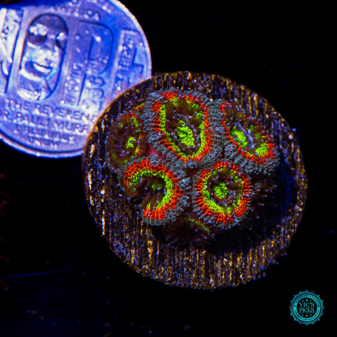 WWC Holy Grail Micromussa - Actinic Photo